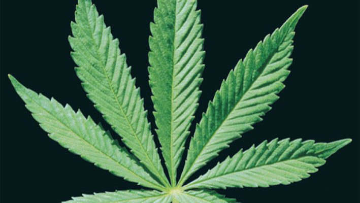 cannabis-leaf-i7592