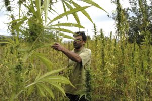 Planting-of-Cannabis-Sativa