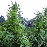 www-Marijuana_crop-200x200