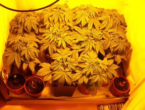 Cannabis_growing-s